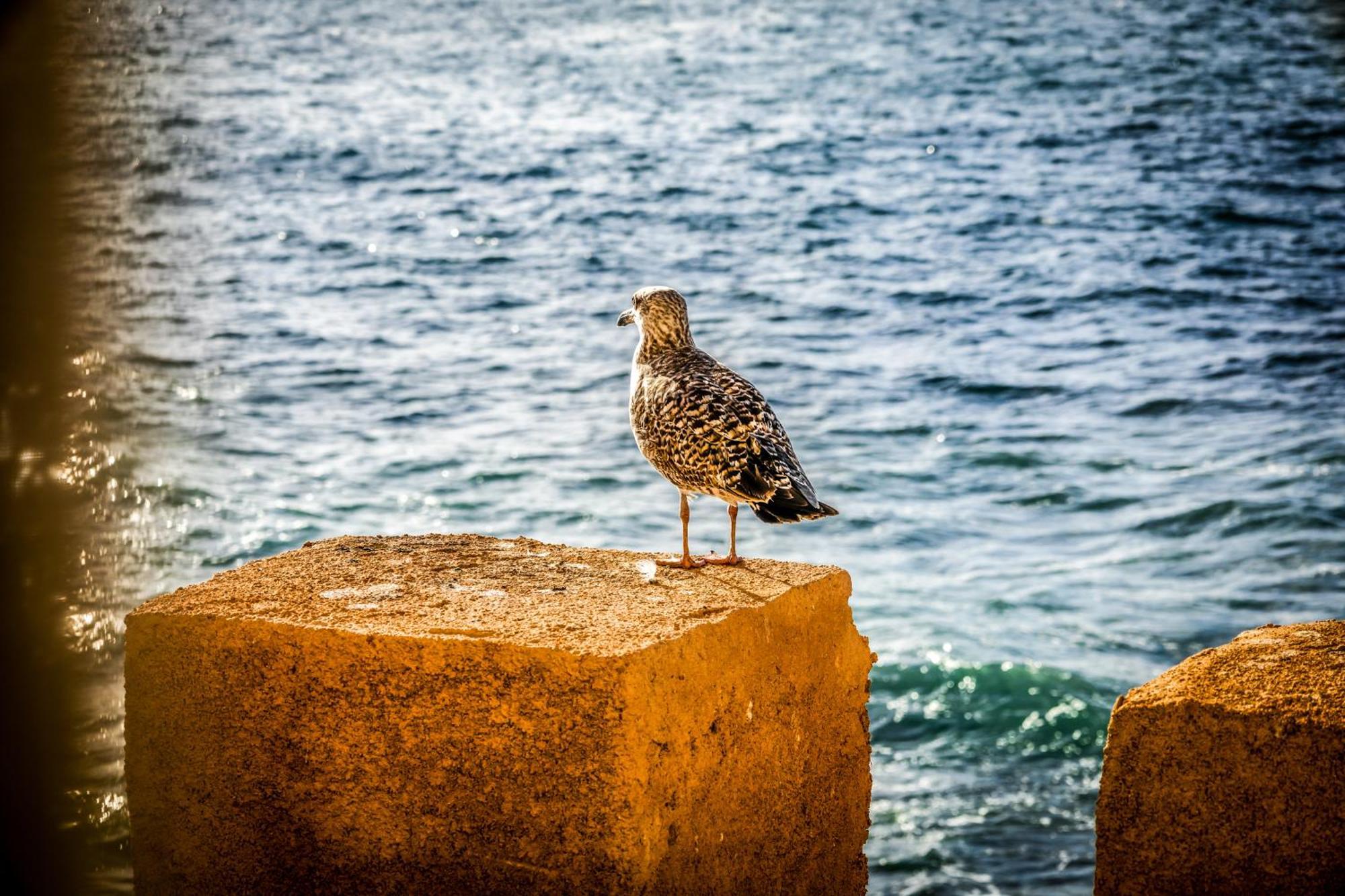 La Skala - Apartment With Great Sea View エッサウィラ エクステリア 写真